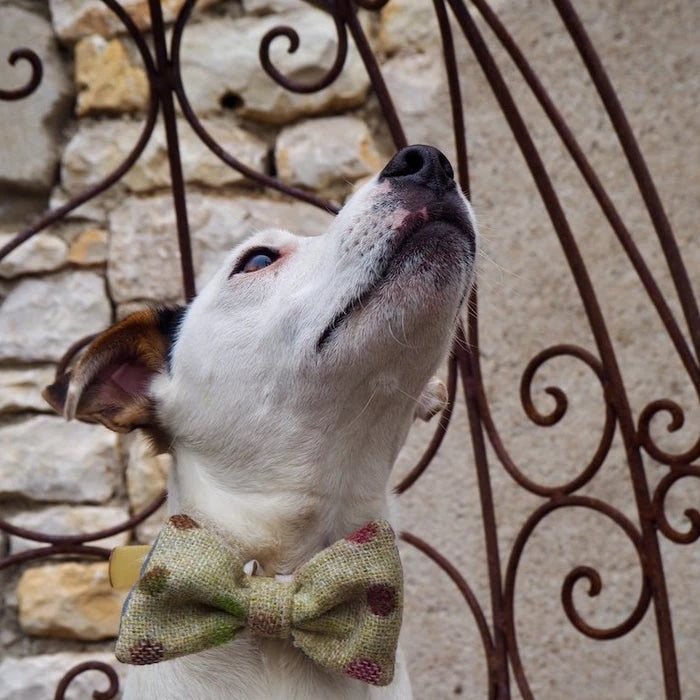LUXURY DOG BOWTIE by Hettie (9 colorways)