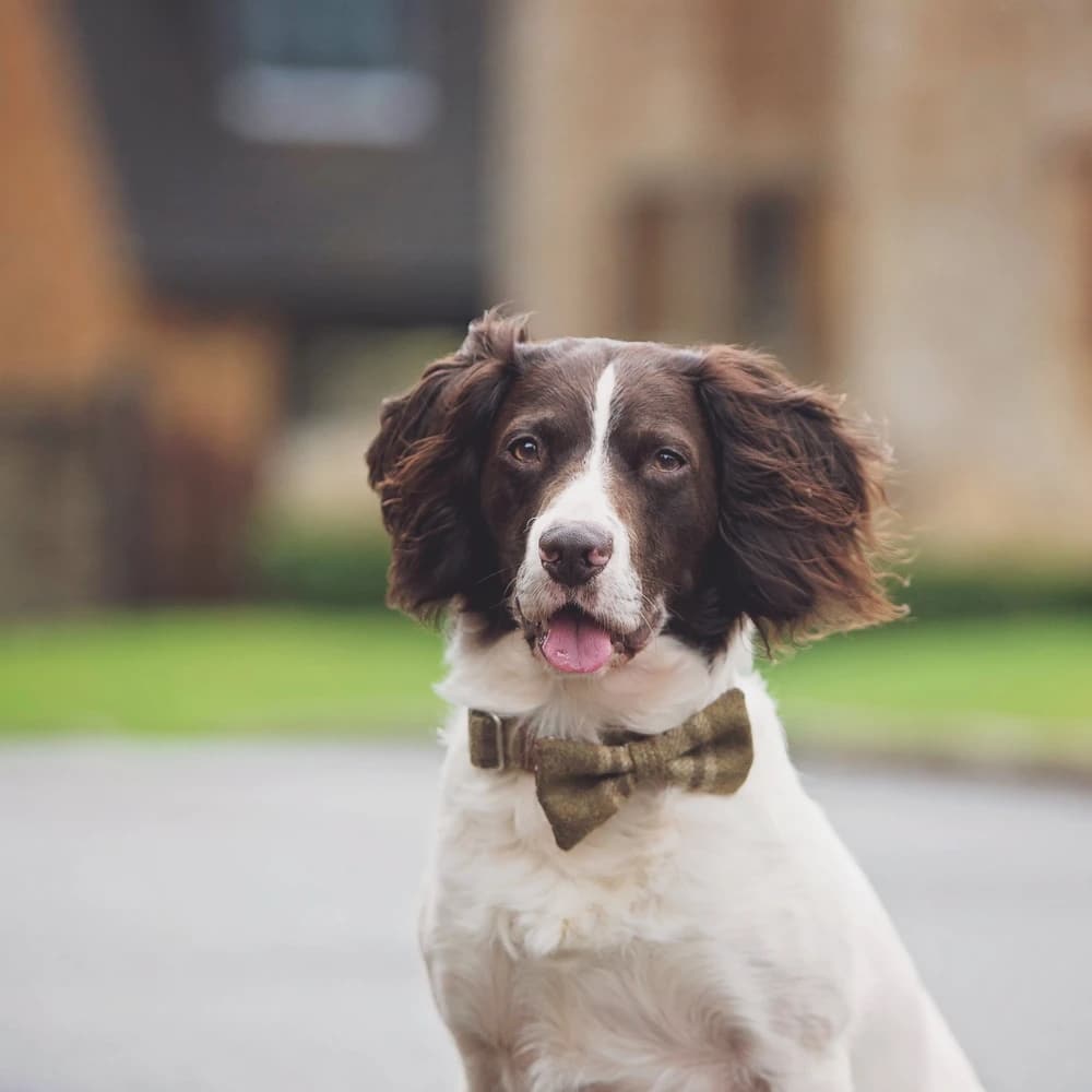 LUXURY DOG BOWTIE by Hettie (9 colorways)