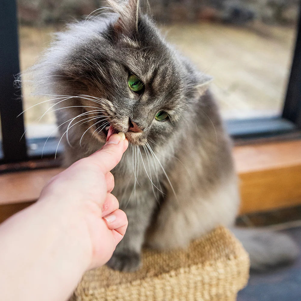 HiLife Its Only Natural Duck Breast Cat Treats (10g)