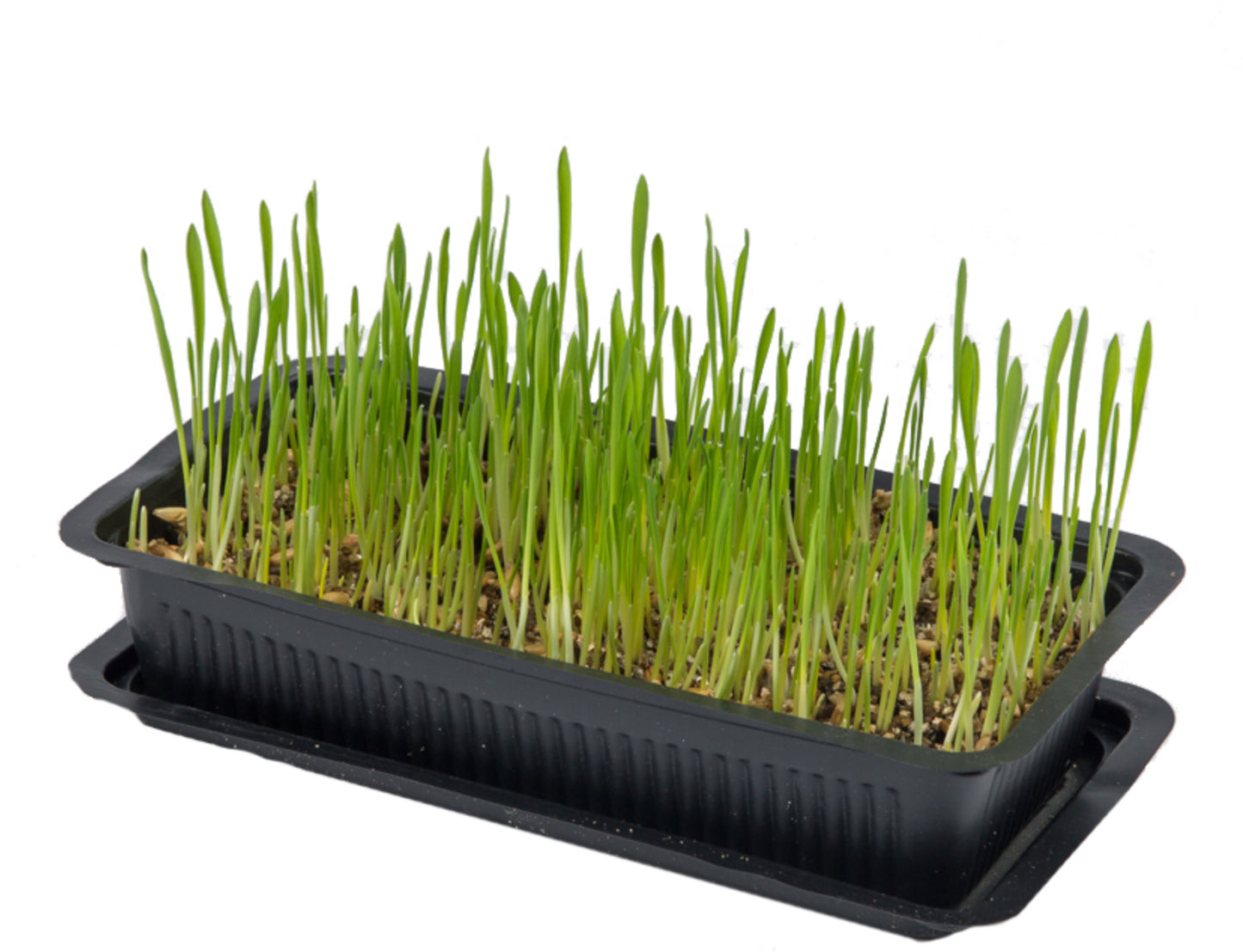 Vitakraft Cat Grass (120g)