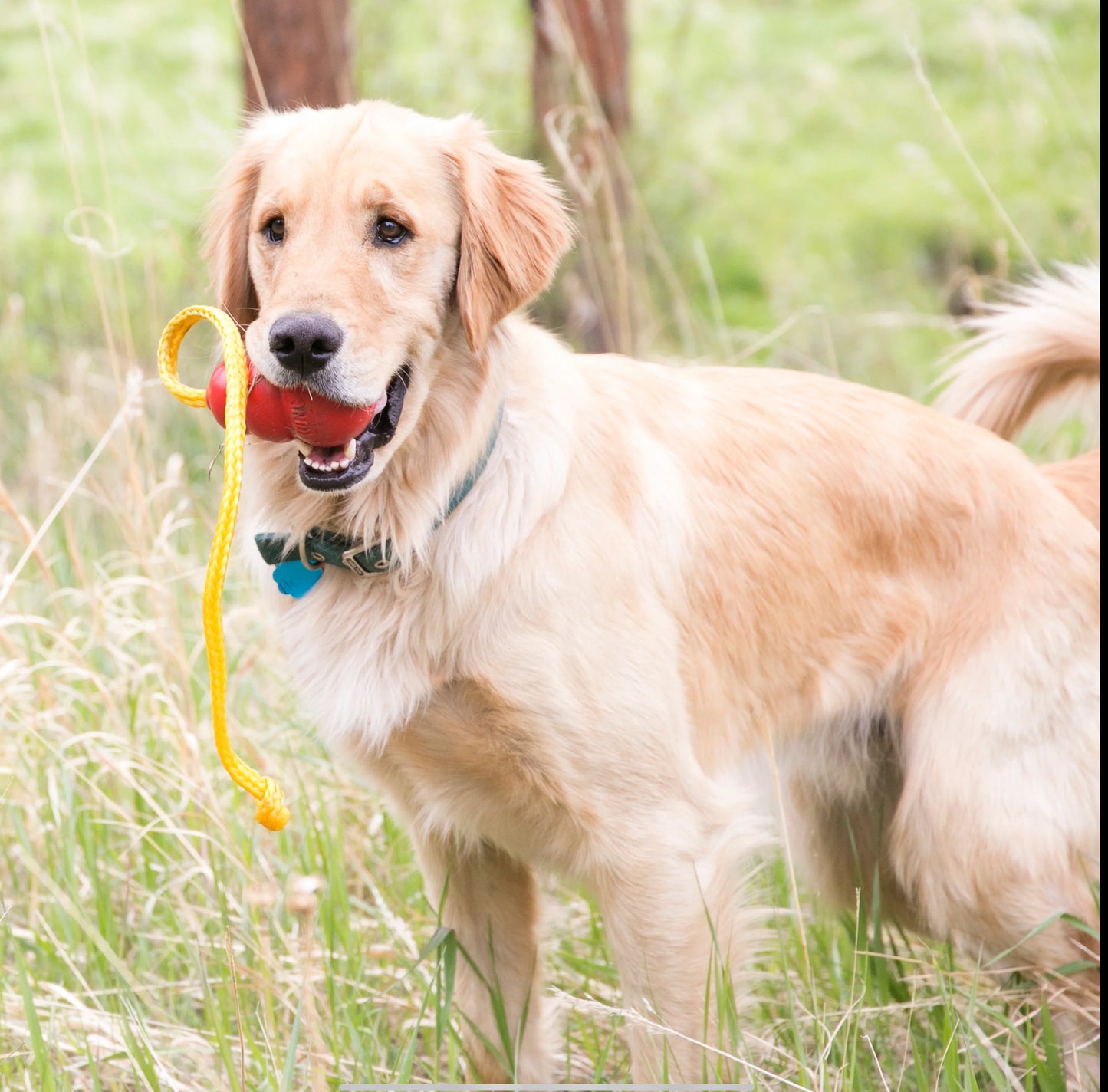 KONG® Classic with Rope, XL