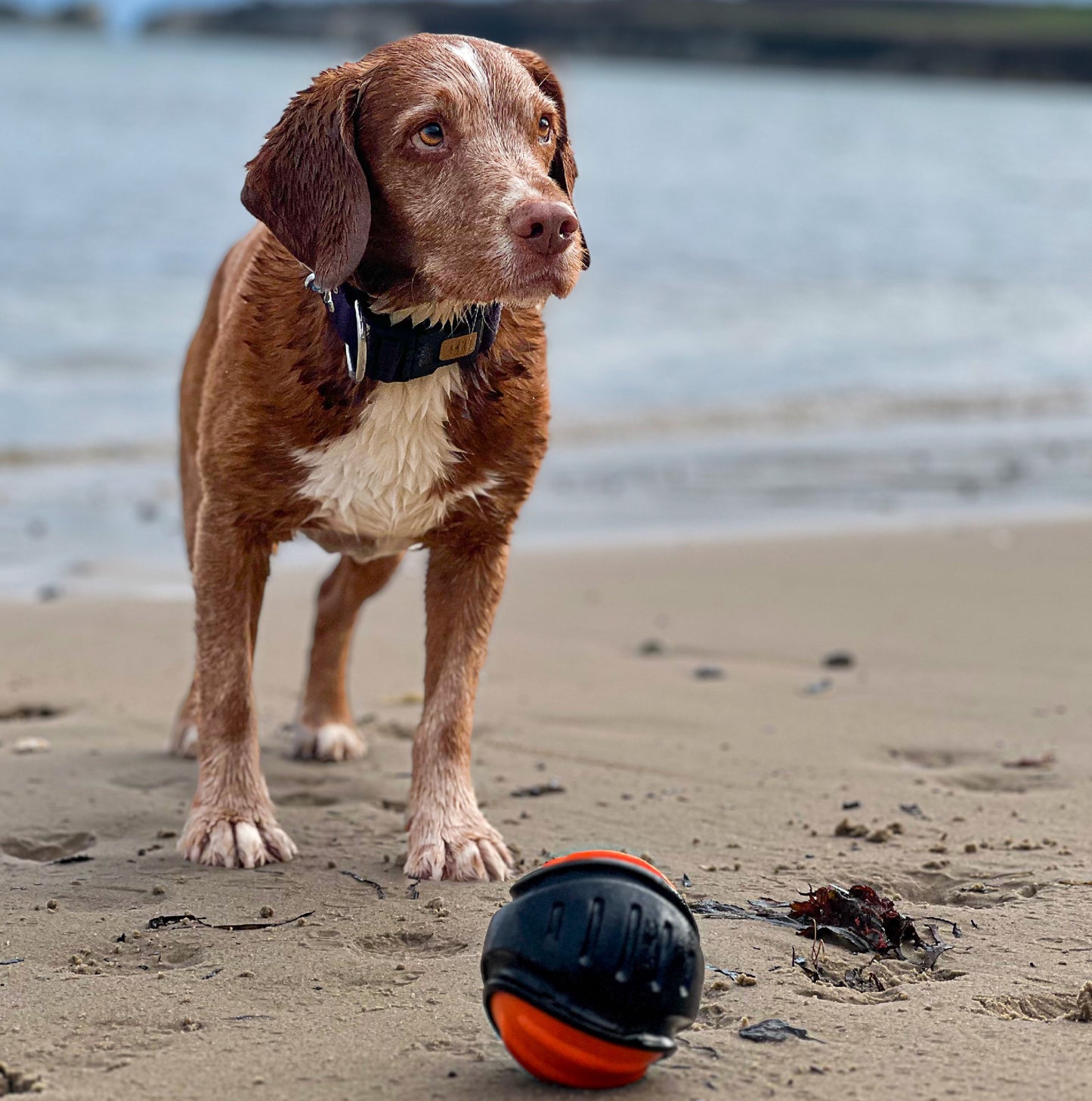 ANCOL : Extreme Tough Ball