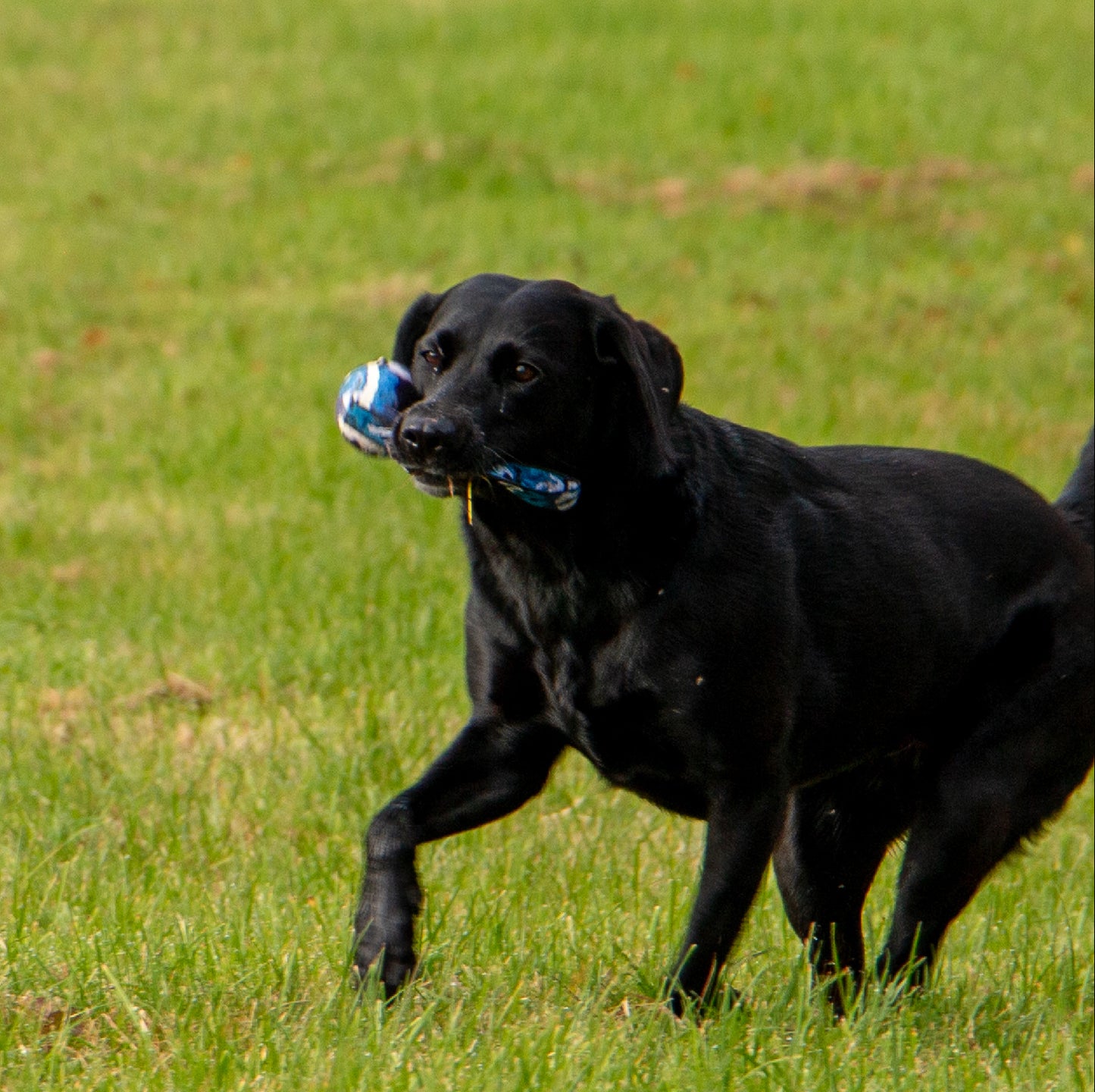 ANCOL : Chase Tennis Ball with Strap