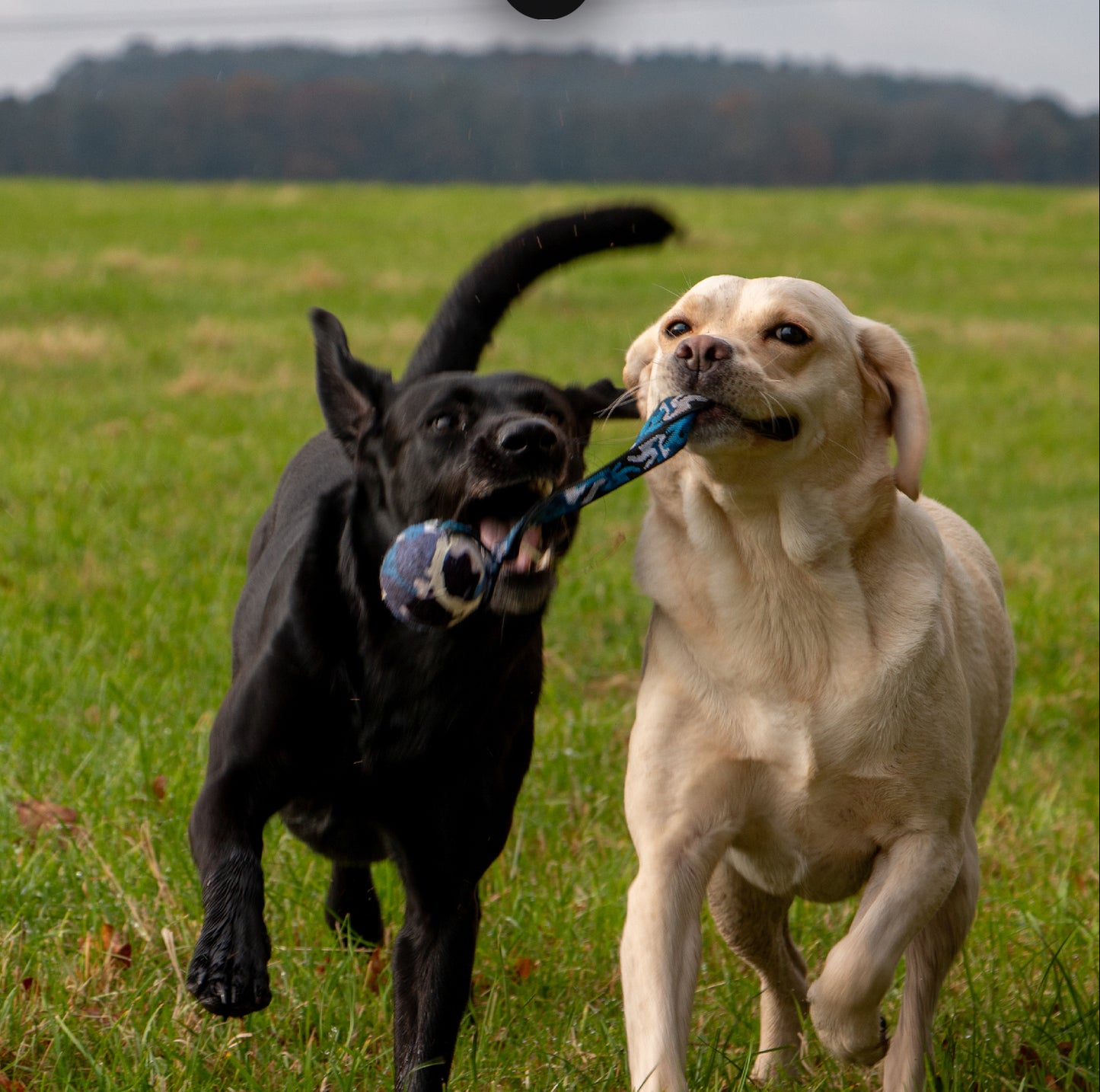 ANCOL : Chase Tennis Ball with Strap