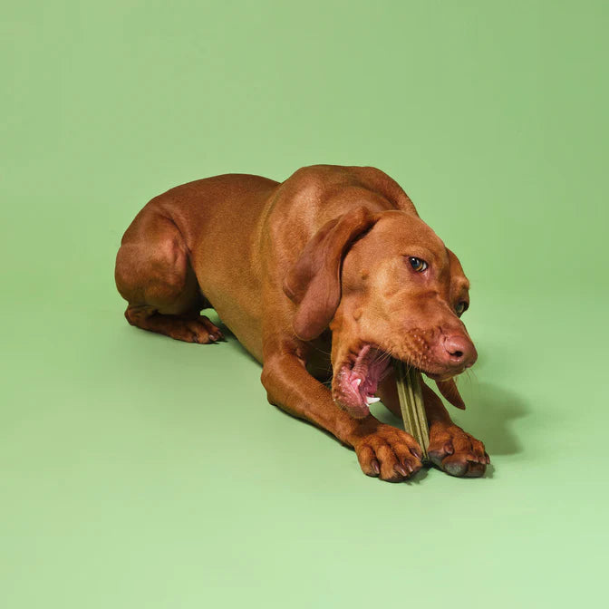 Pooch & Mutt : Superfood Dental Sticks - 7 Sticks (251g)