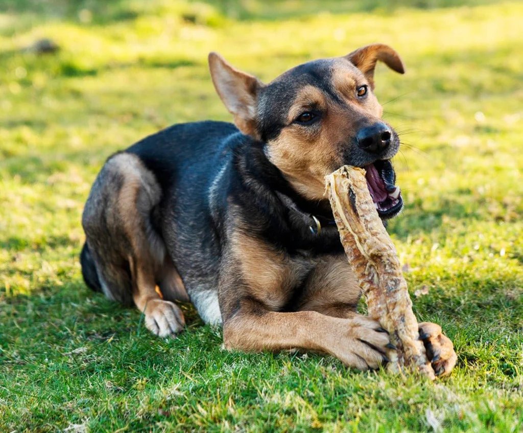 Dog Treats & Chew