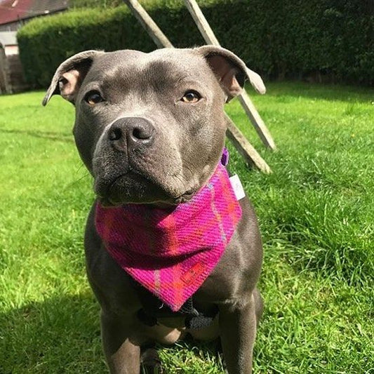 Harris Tweed® Bandana - Cerise Pink