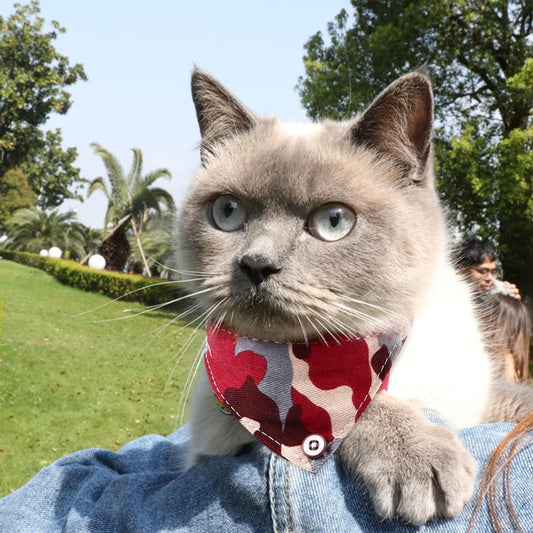 Pet collar & bandana - Red