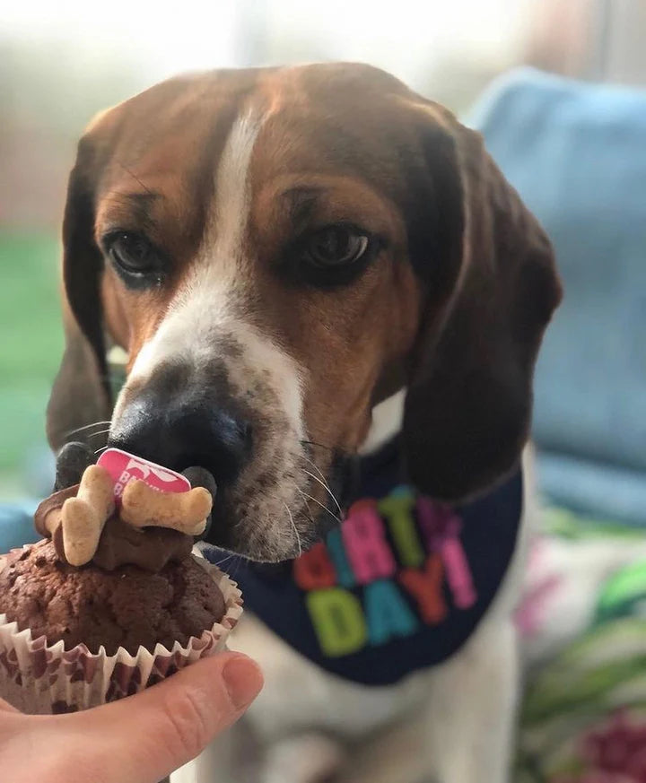 CAROB WOOFIN WITH CAROB FROSTING