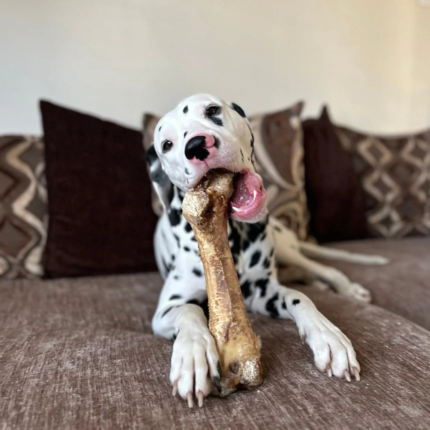 Jr Large Ostrich Bone (1 piece)