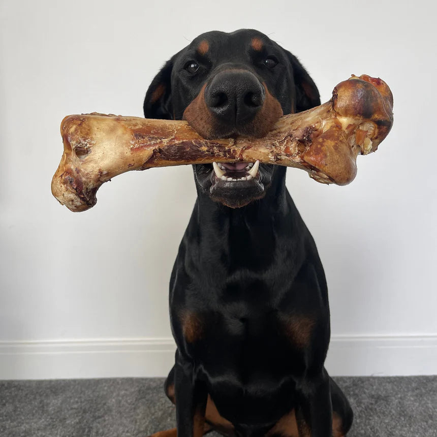 Jr Large Ostrich Bone (1 piece)