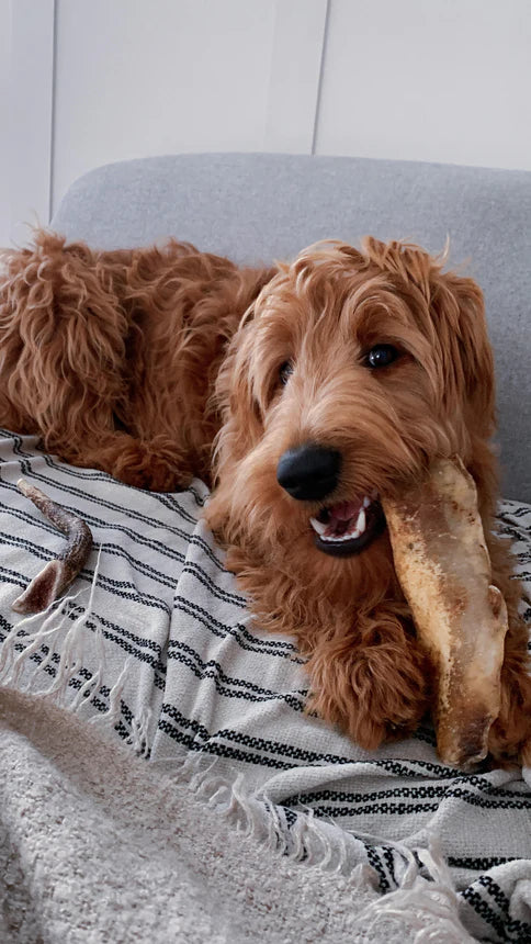 Jr Premium Moon Bone (No actual bone) (pack of 2)