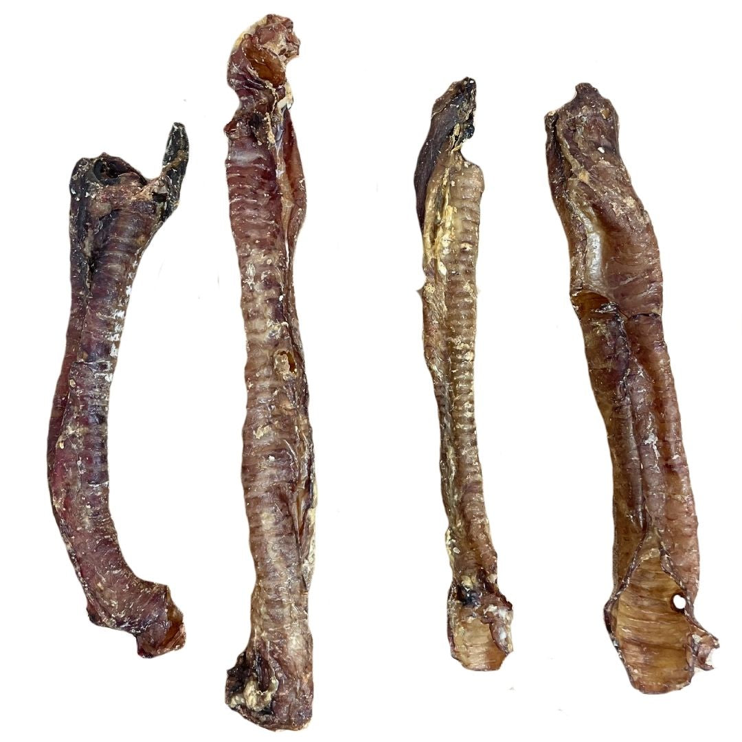 NOVA Lamb Trachea (mixed sizes)