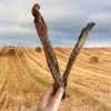 NOVA Lamb Trachea (mixed sizes)