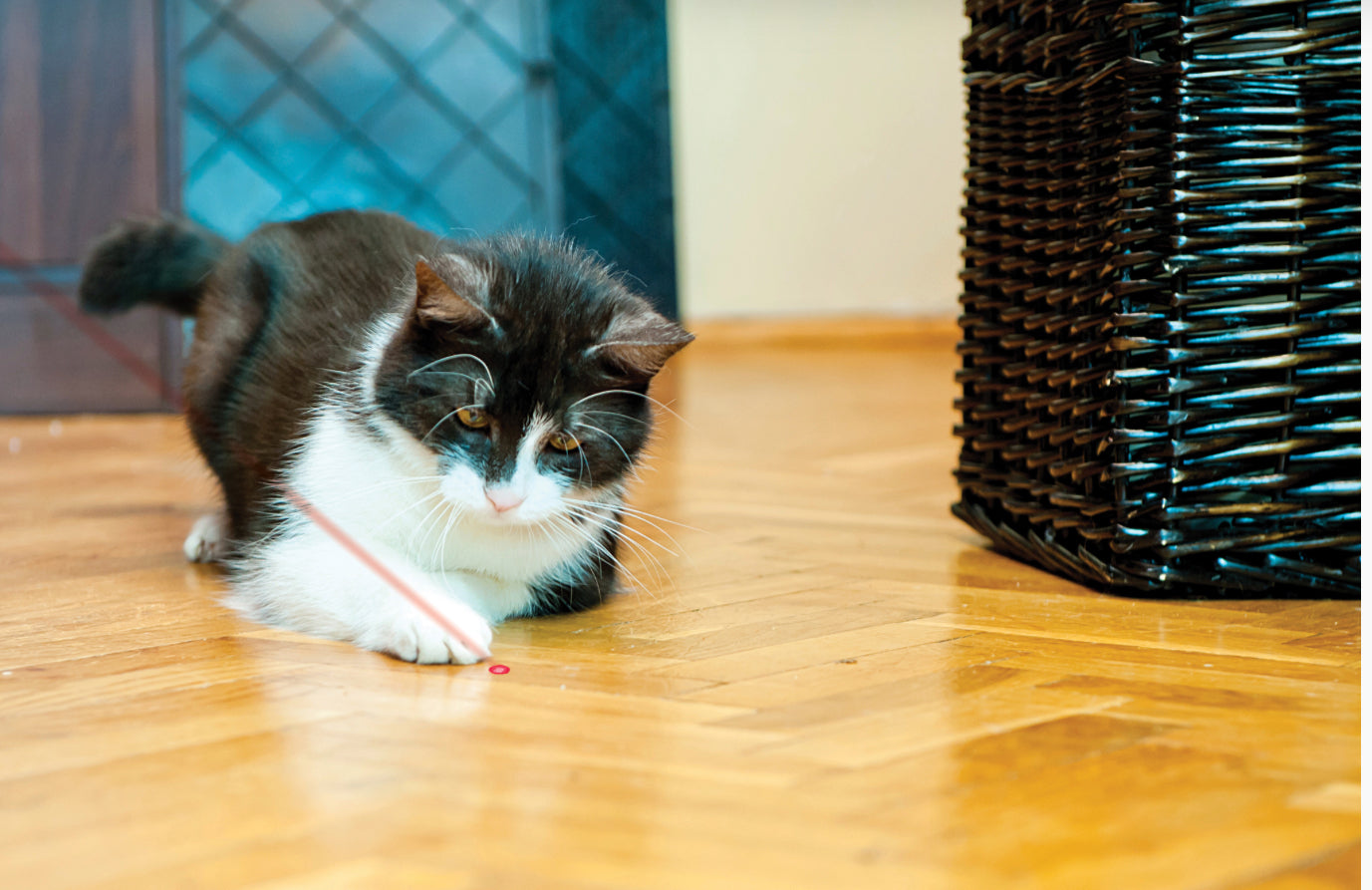 KONG® Laser Cat Toy