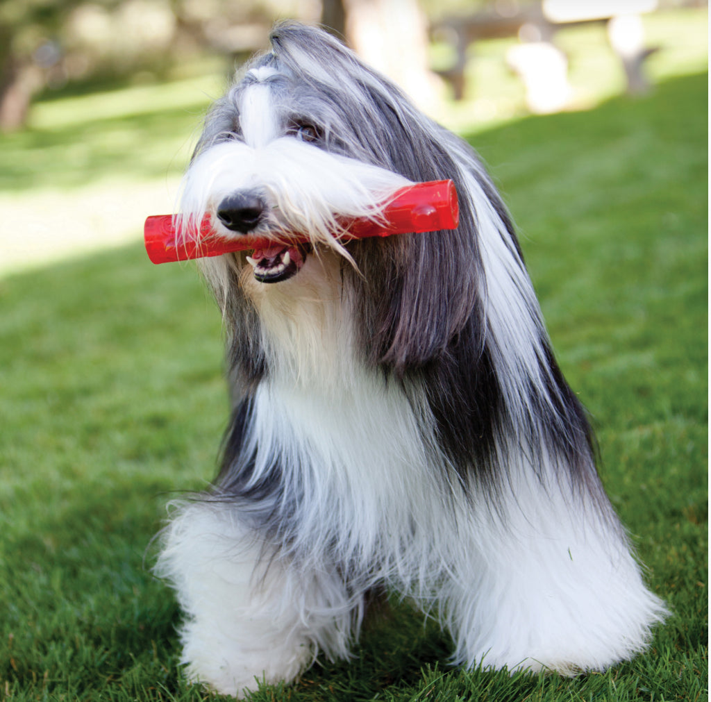 KONG® Squeezz Stick, Medium