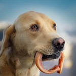 Jr Odourless Pizzle Ring