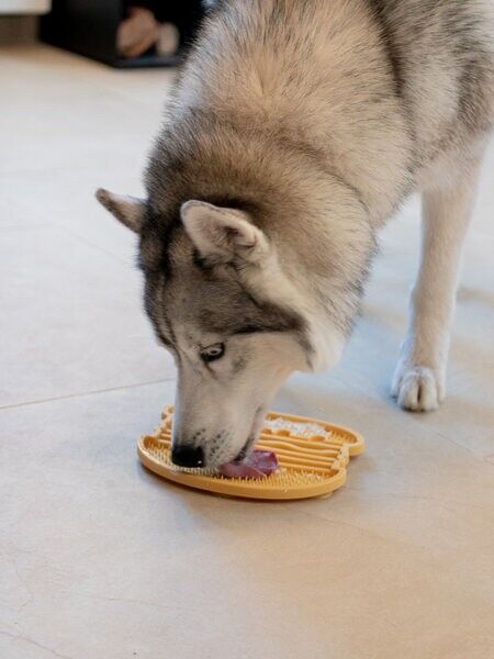 inooko Licking Mat - YoomY Burger