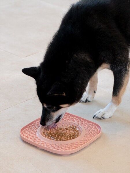 inooko Licking Mat - YoomY Plate (4 colorways)