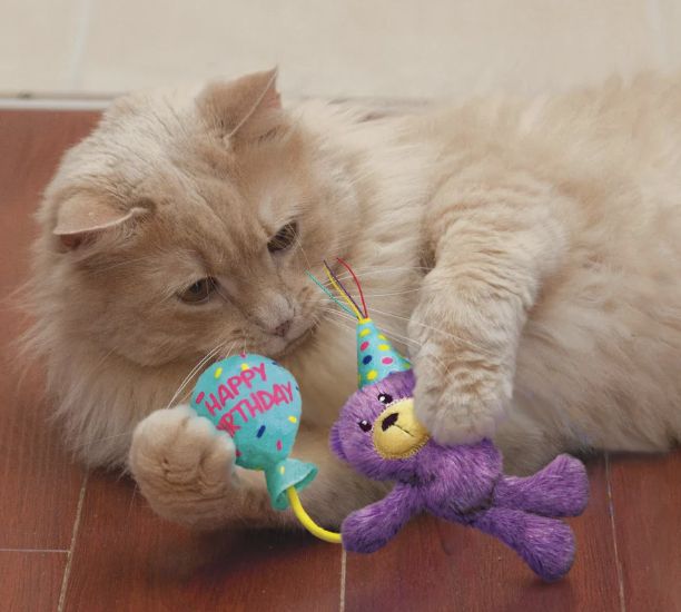 KONG Cat occasions Birthday Teddy