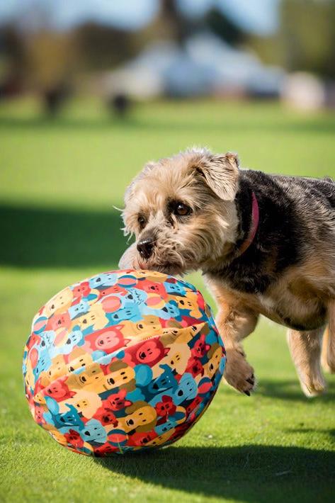 Dog balloon