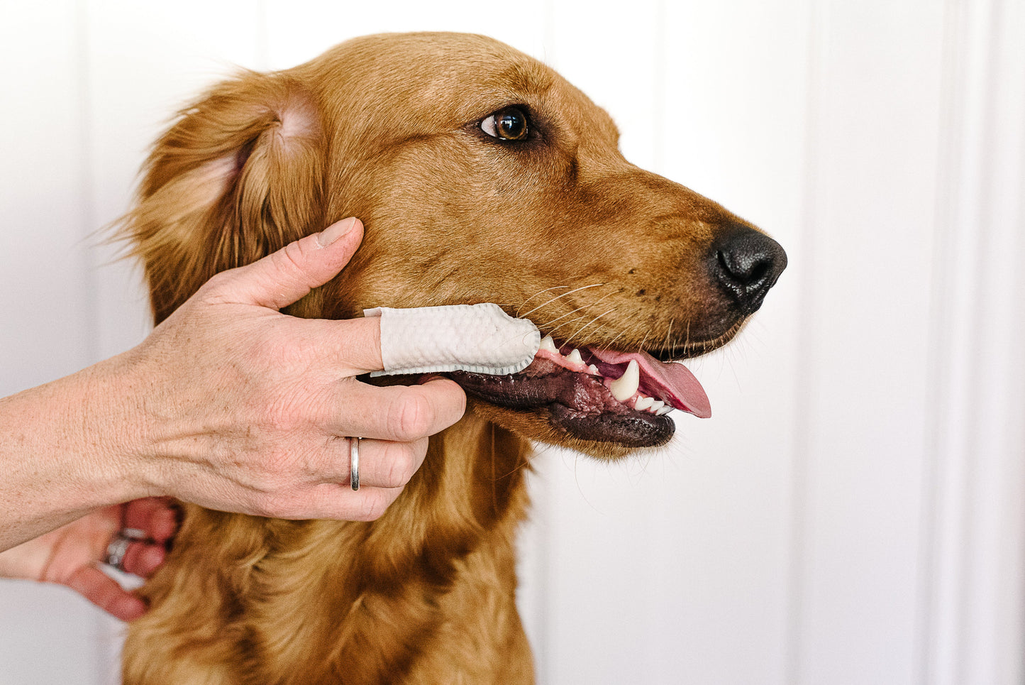 Dental Finger Wipes for Dogs & Cats