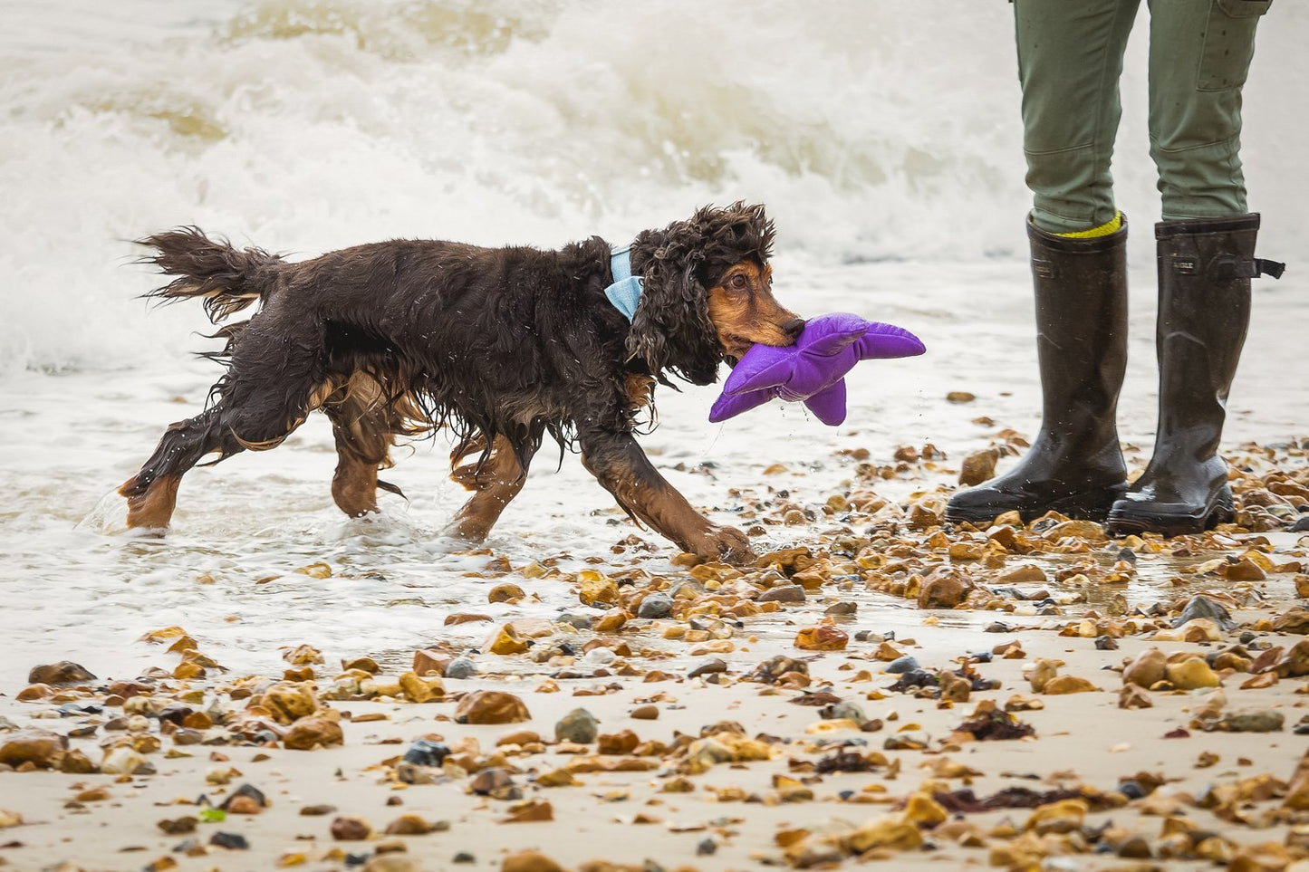 Sustainapaws Starfish 100% Recycled Plastic Plush Dog Toy, Small